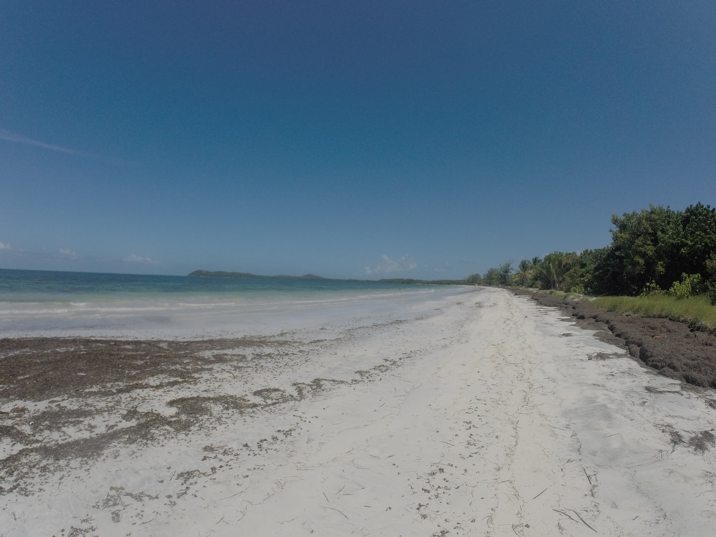 Ceiba